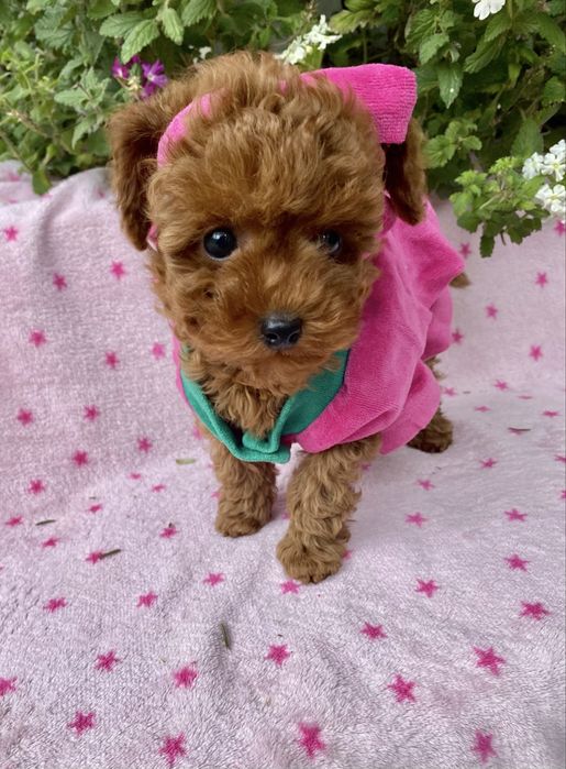 Мальтипу ф2‼️Ексклюзивна дівчинка‼️