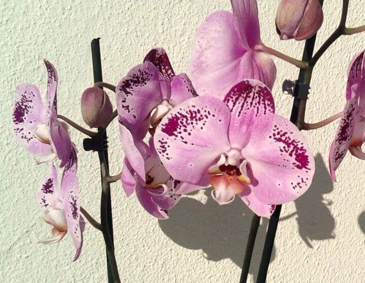 Orquídeas de INTERIOR
