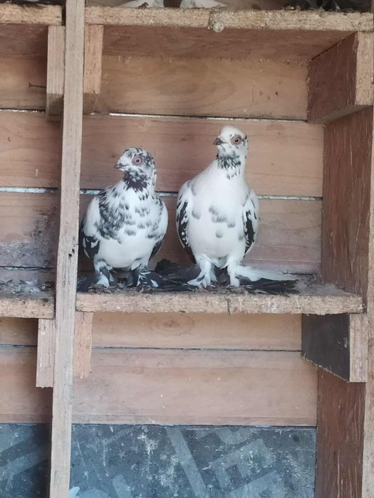 Witam sprzedam golebie