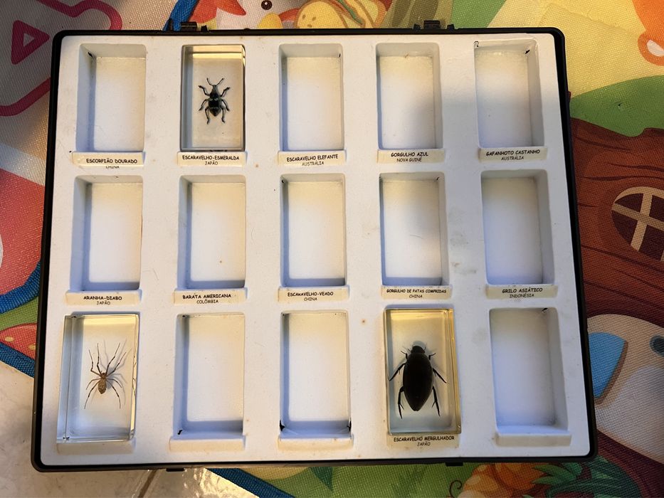Insetos embalsamados em resina