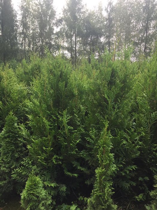 Tuja aureospicatta  aureospikata złotokończysta 140 -250cm