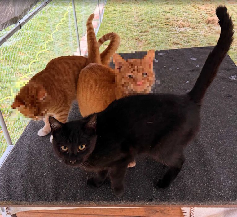 Czarny kotek – oddam za darmo