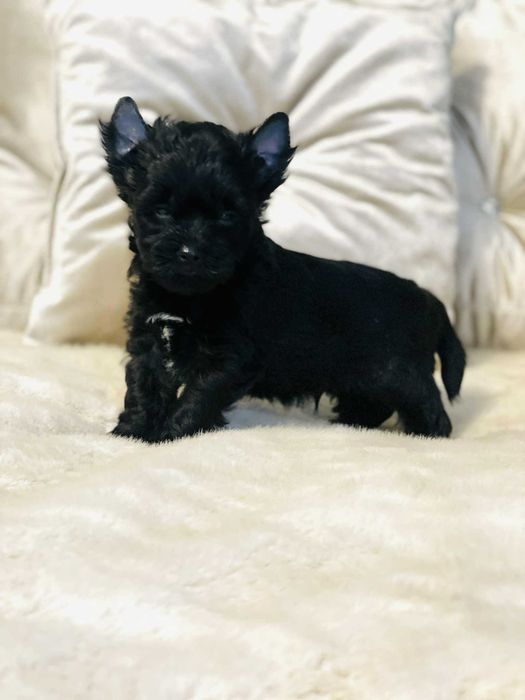 York czarny - nie wybarwi się. Po obojgu czarnych rodzicach.