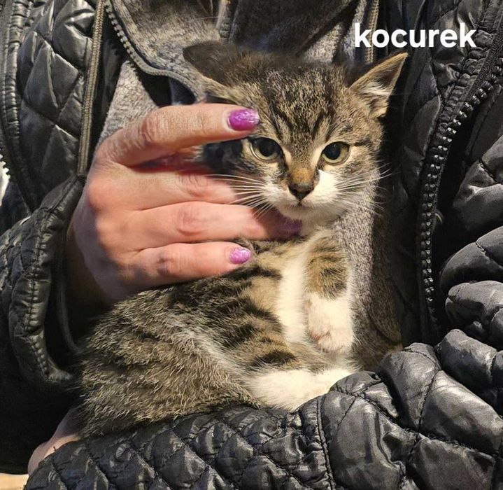 4 kociaki do oddania