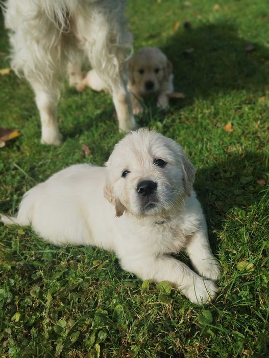 Szczeniak Golden Retriever piesek Cieszyn