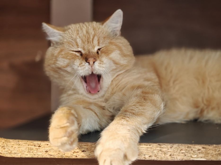 Котику потрібен дім