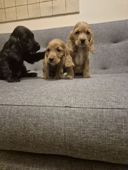 Cocker spaniel angielski piesek