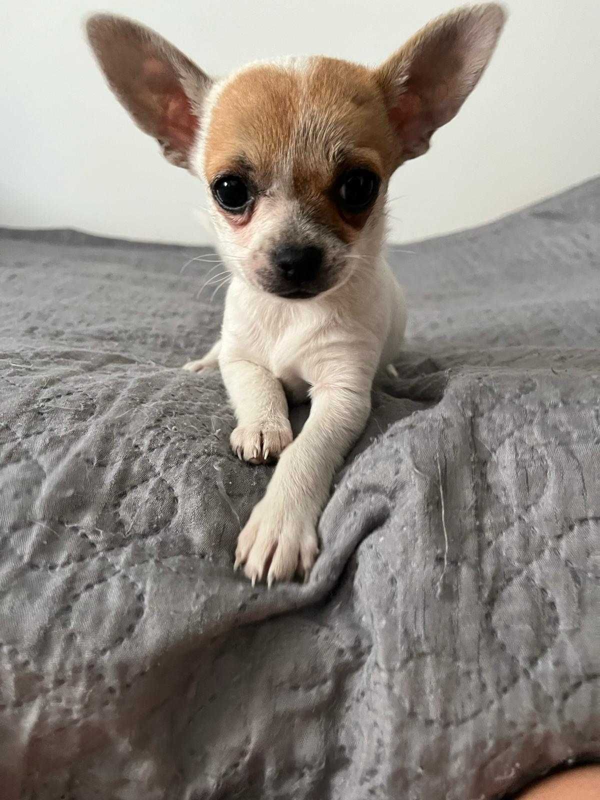 Suczka chihuahua