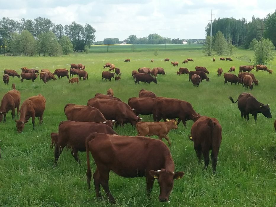 Bydło Polskie Czerwone