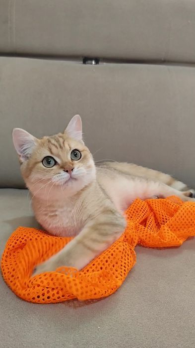 Шикарные прямоухие котята британская золотая шиншилла мальчик девочка