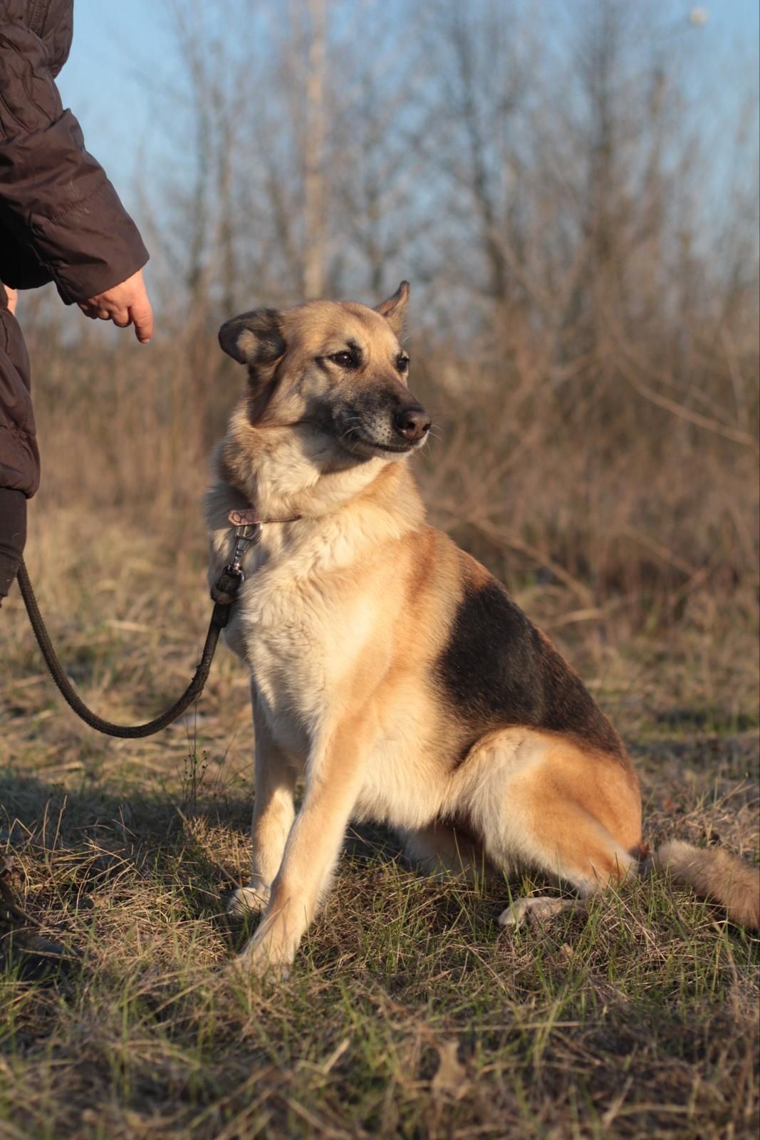 Piękna Sara do adopcji