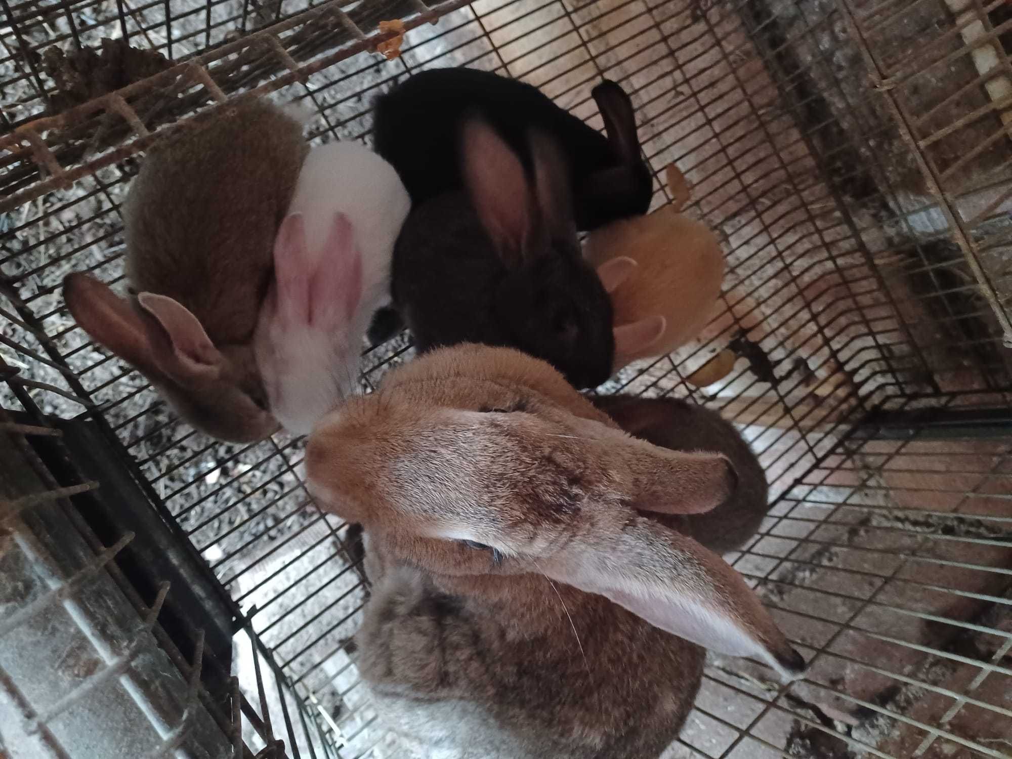 Vendo Coelhos Com 1.5 meses
