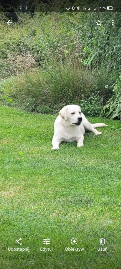 Labrador retriever Piesek pochodzenie fci na kolanka