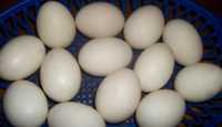Jajka lęgowe kacze