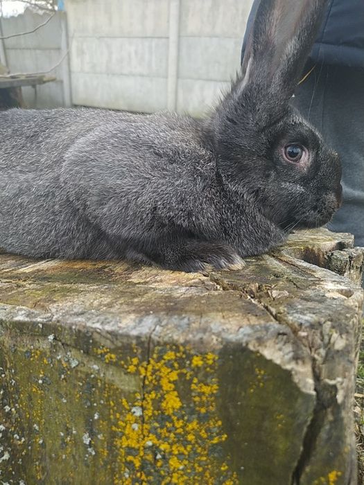 Кролі термонці та інші