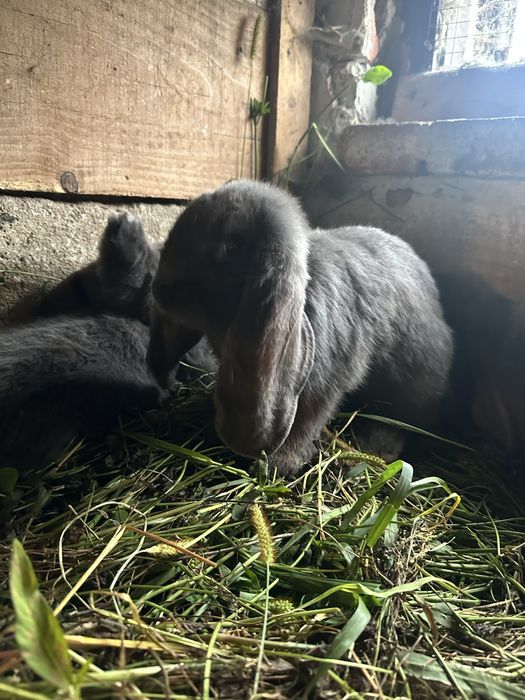 Króliki baran francuski