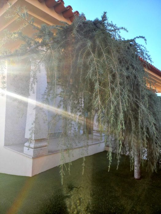 Cedro Atlanta pendula de jardim vai ser removida. devido obras