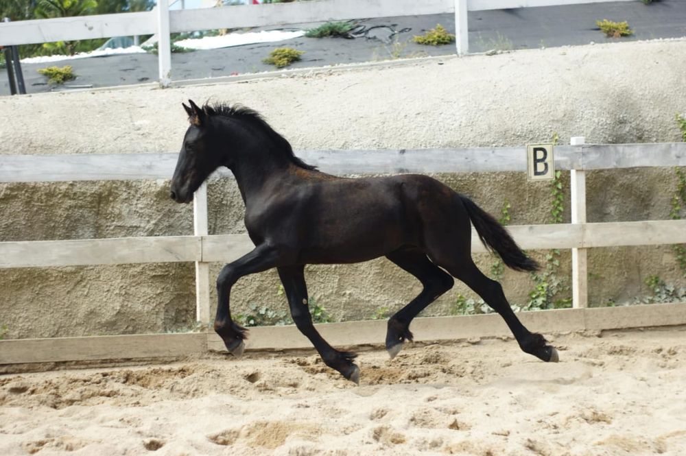 Ogierek ogier Fryzyjski Fenix KFPS ks główna