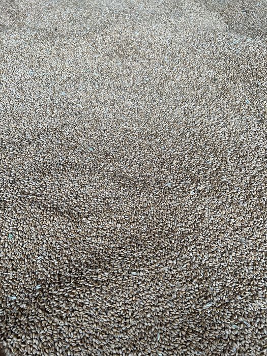 Пшениця Ячмінь Овес Зерно Зервоні культури