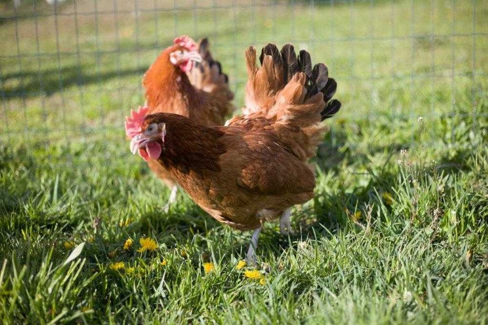 Kury kokoszki nioski