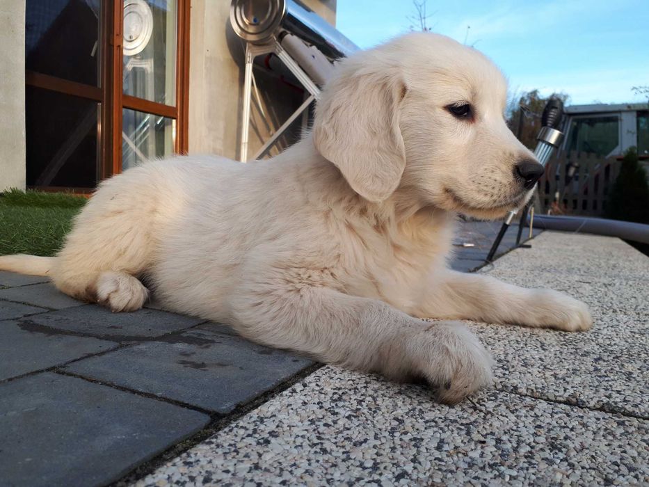Golden Retriever rasowa suczka