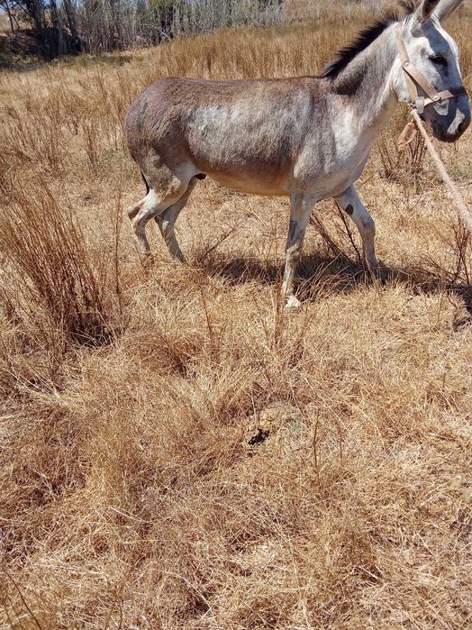 Burros bem a montados