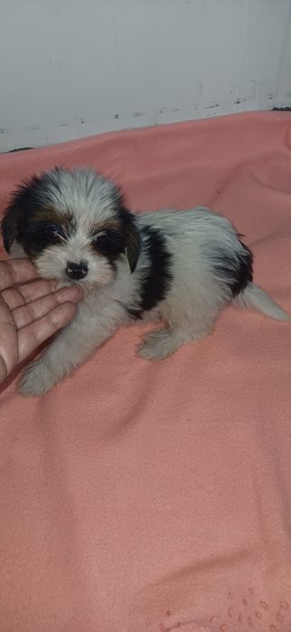 Biewer fêmea miniatura