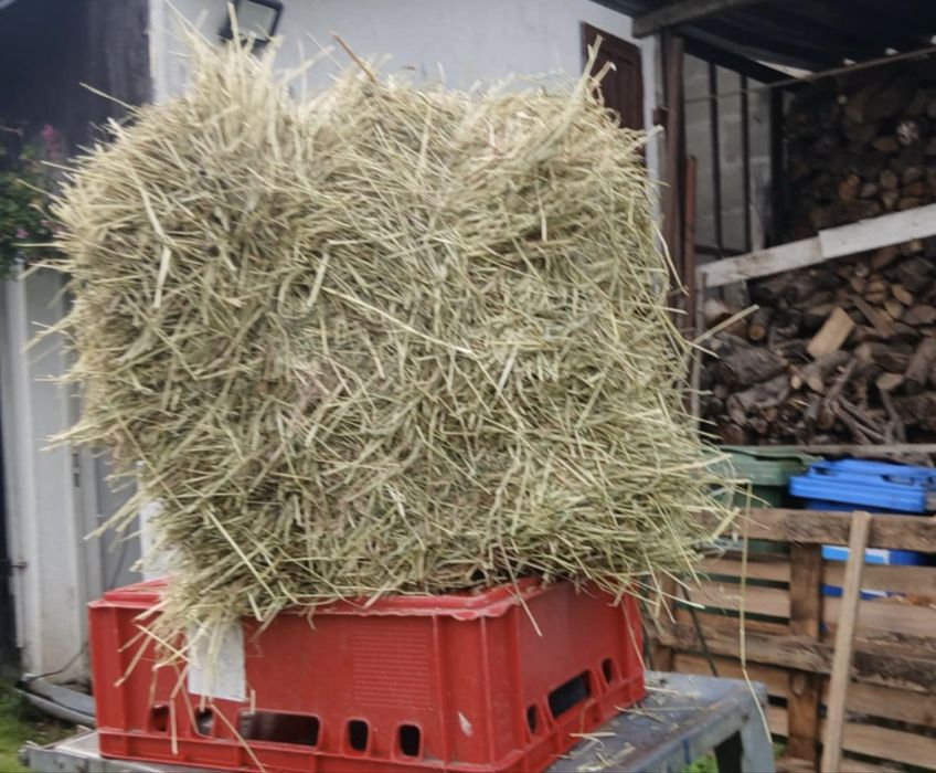 Siano suche mała kostka