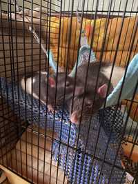 Продаются крысы дамбо