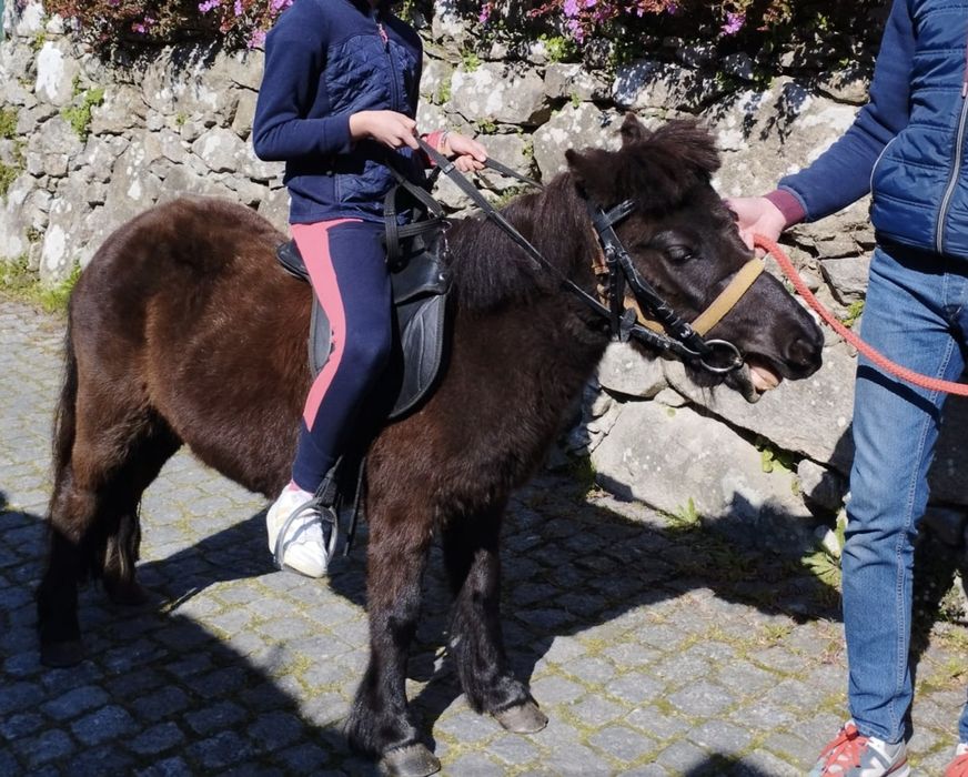 Pônei fêmea montada
