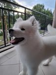 Samoyed Szczenię Kraina Płatków Śniegu FCI ZKwP