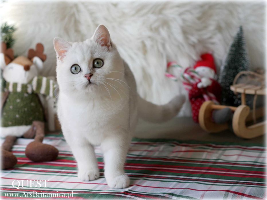 Kocurek brytyjski srebrny cieniowany BRI ns 11 biały miś, gotowy