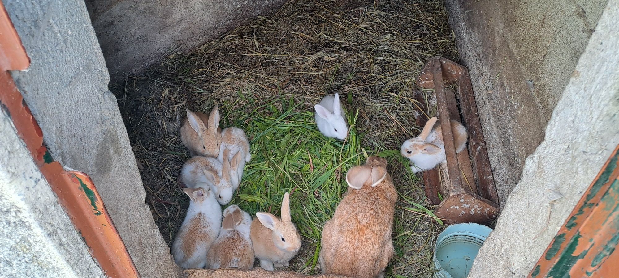 Coelhos para cozinhar ou reprodução