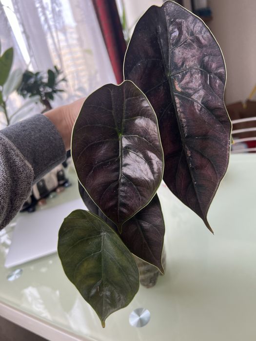 Алоказія Азлані