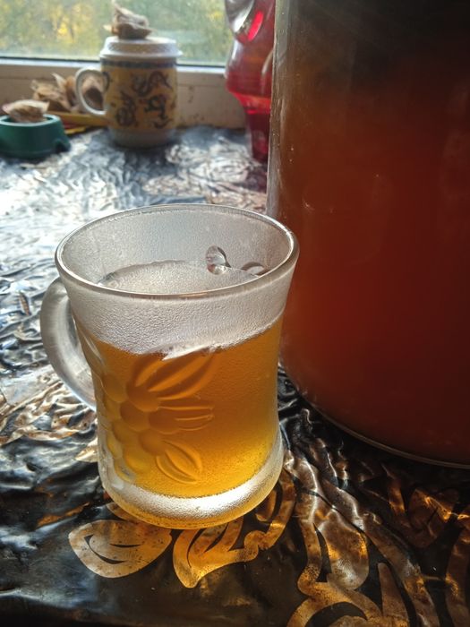 Чайный гриб камбуча недорого.