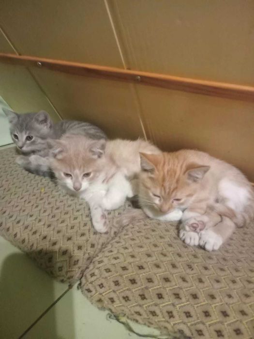 Кошенята в добрі рук