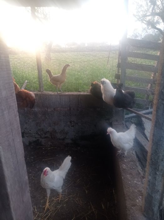 Pintos cruzados de sedosas e cruzados de garnizos