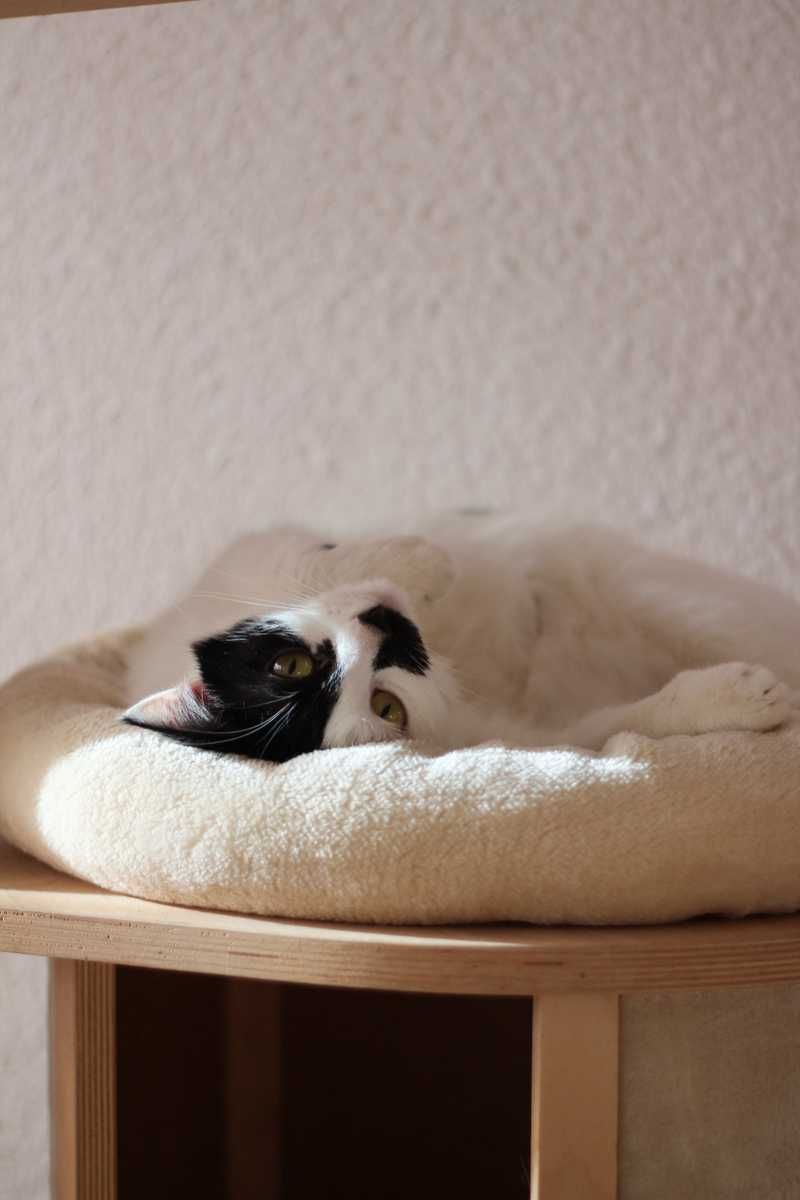 Natalka i Martynka - kotki, kicie, koty do adopcji