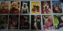 12 Postais - Feeling - Animais - Novos