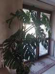 Monstera duża, cena do negocjacji
