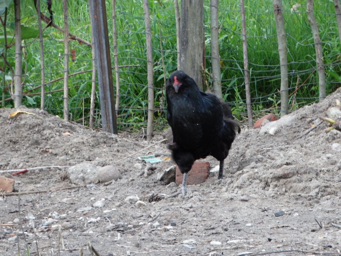 Sprzedam kurę araucana bezogoniastego