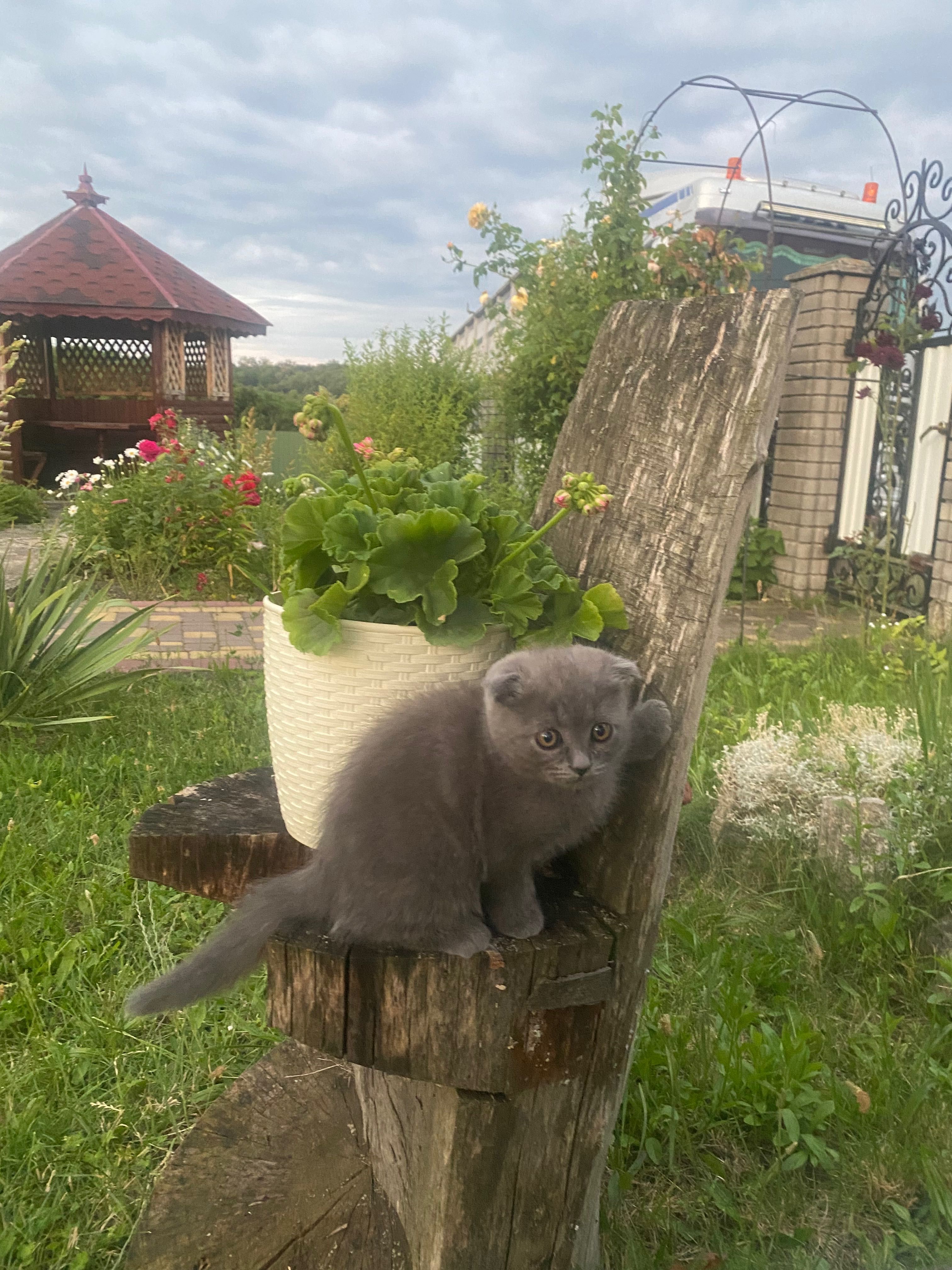 Котики британці висловухі