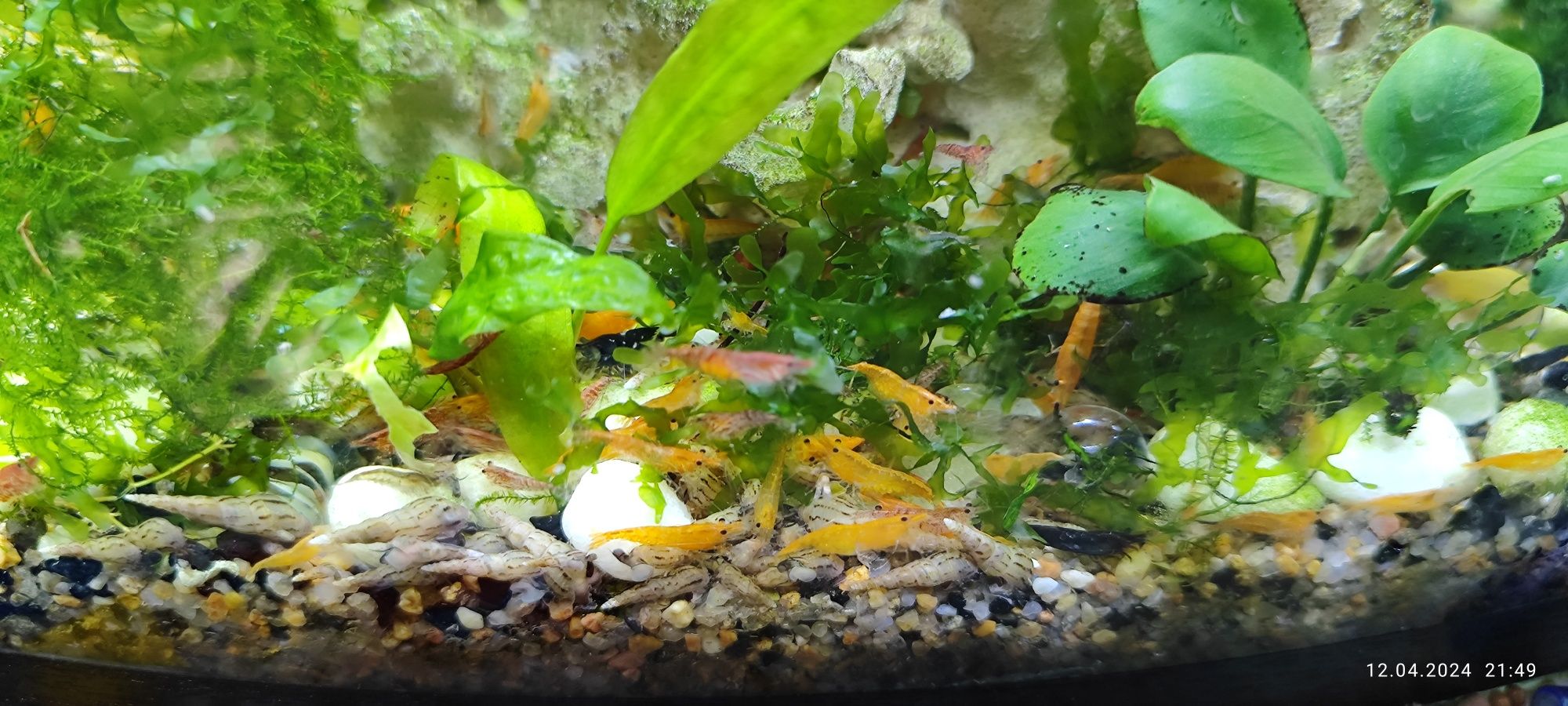 Криветки аквариумные оранжевая сакура