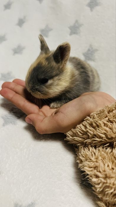 Кролик карликовий подарунок під ялинку