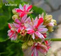 Пеларгония кактусовидная  Mallorca