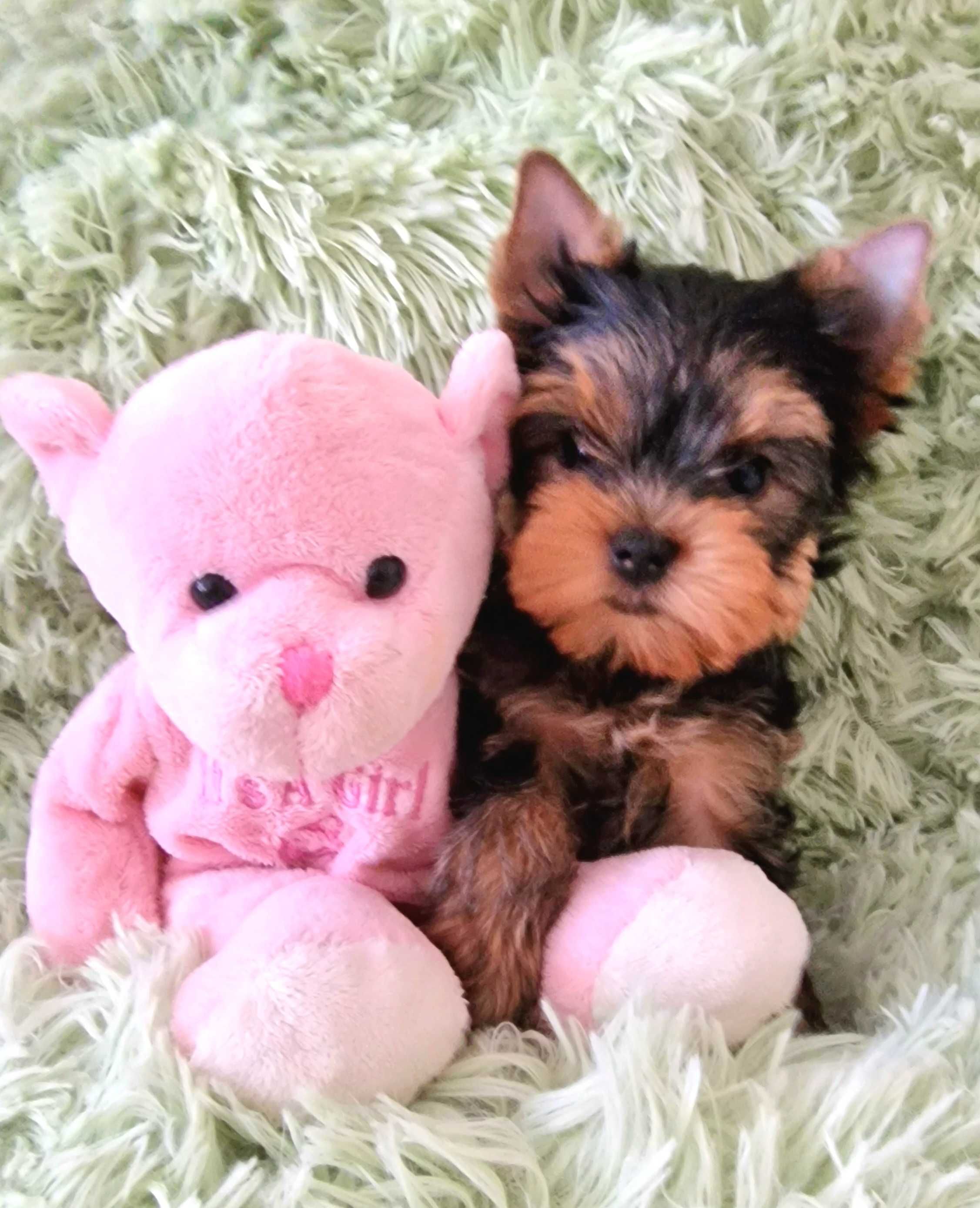 Yorkshire terrier York piękne szczeniaki z rodowodem FCI ZKwP