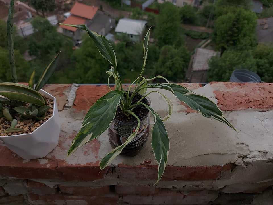 спатіфілум індонезія варіегатта Spathiphyllum