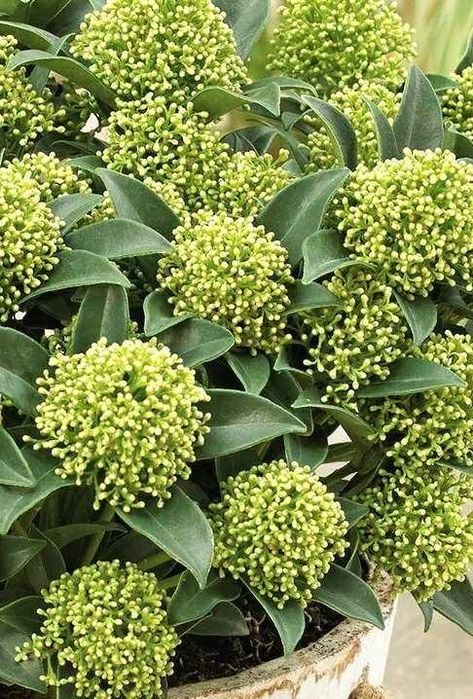 Skimia confusa "Kew Green" XL, wieczniezielona, pachnie jak konwalie!