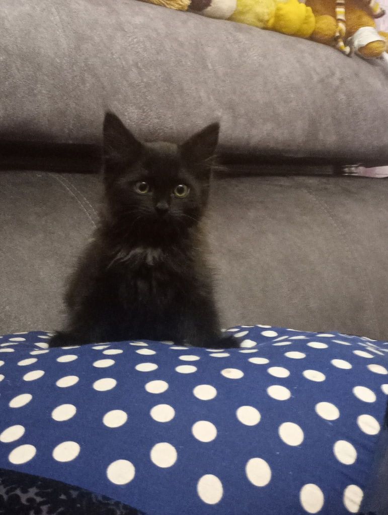 2 котят, мальчик и девочка
