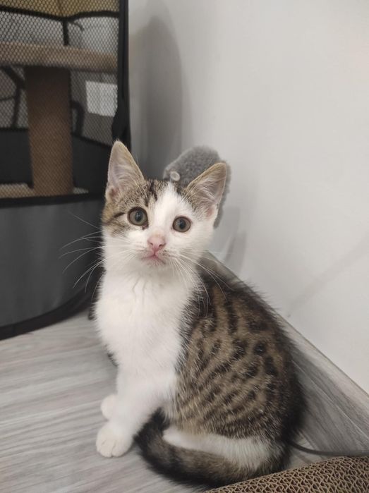 Kot Kotka do adopcji 11 tygodni